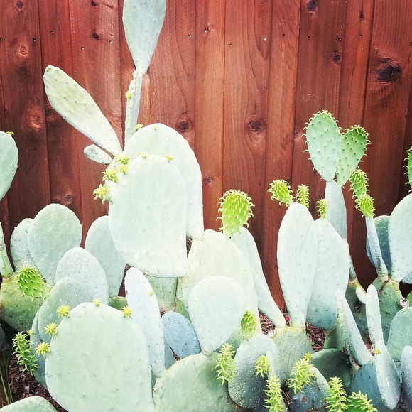 Meet Your Posher, Alyssa! - Picture 2 of 8